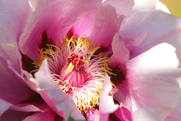flowers peony concept.flower light pink with dark spots of peony. Japanese variety. close-up shot. beautiful close-up view. soft sunlight.