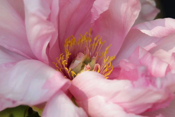 flowers peony concept. flower light pink of peony. Japanese variety. close-up shot. beautiful close-up view. soft sunlight