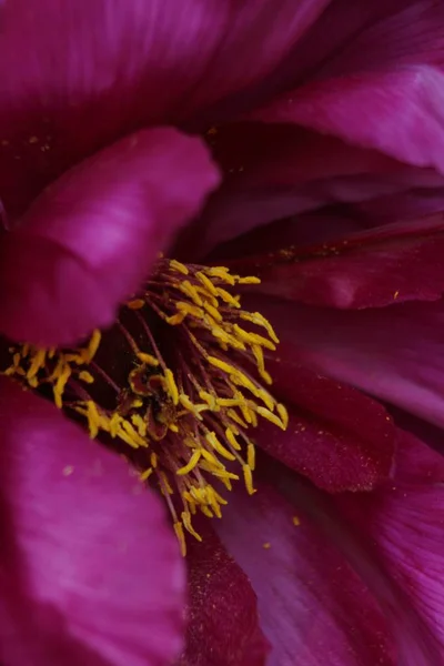 flowers peony concept. flower purple with yellow stamens of peony. Japanese variety. close-up shot. beautiful close-up view.
