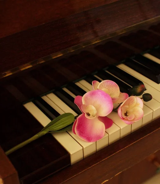 Innenarchitektur und Wohndekoration Konzept. Ein Zweig einer rosa Orchideenblüte liegt auf den braunen Klaviertasten. Raum für Text. — Stockfoto