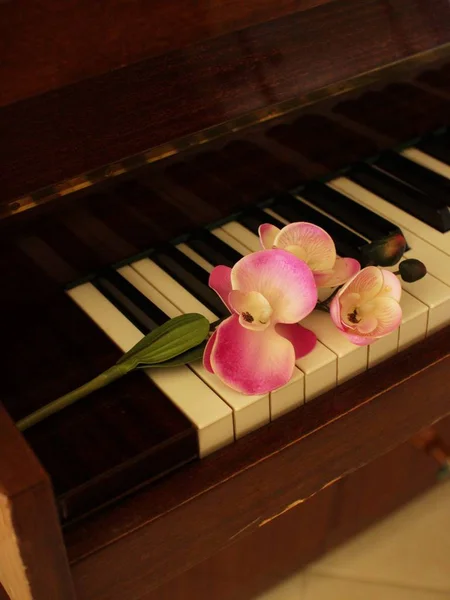 Inredning och inrednings koncept. en gren av en rosa orkidé blomma ligger på den bruna piano tangenter. utrymme för text. — Stockfoto