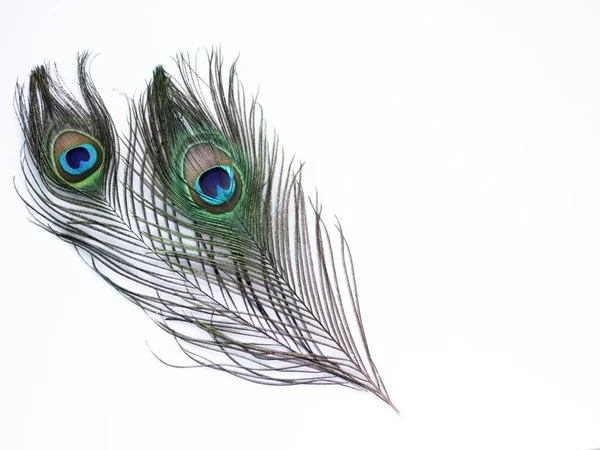 Clothing and home decoration. Peacock feathers on white background. — Stock Photo, Image