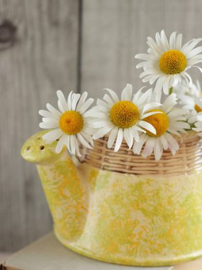 Wild flowers concept. Daisy chamomile flowers in ceramic pots in the form of a watering can on wooden gray background. View with copy space. clipart
