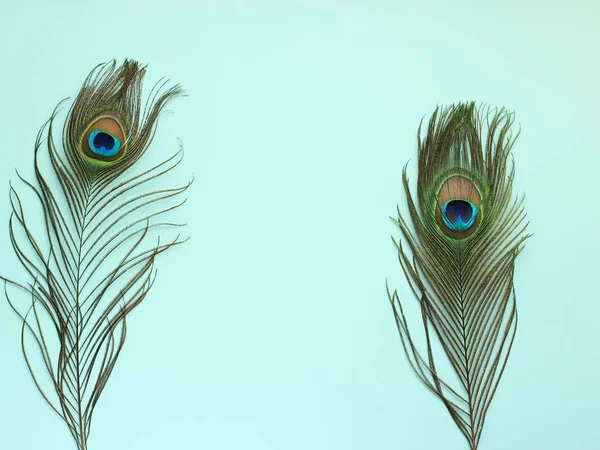 Clothing and home decoration. Beautiful peacock feathers on light blue background. — Stock Photo, Image