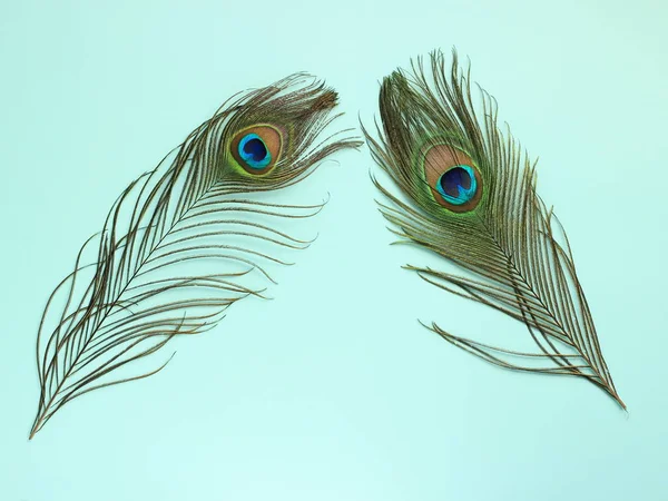 Clothing and home decoration. Peacock's feathers on light blue background. — Stock Photo, Image
