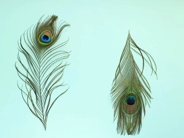 Clothing and home decoration. Peacock's feathers on light blue background. Top view with copy space. — Stock Photo, Image