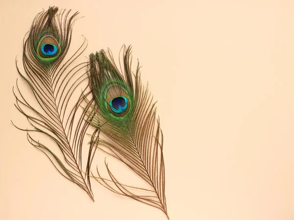 Clothing and home decoration. Beautiful peacock's feathers on light pink background. Top view with copy space for text. — Stock Photo, Image