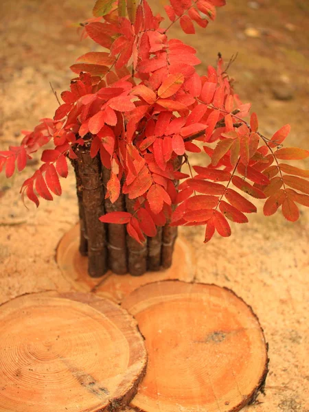 Mellow autumn concept. Bouquet of red rowan leaves on the background of nature and pine cuttings. Place for text. — Stock Photo, Image