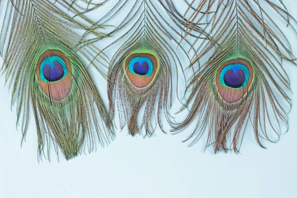 Clothing and home decoration. Peacock feathers on blue background close up. — Stock Photo, Image