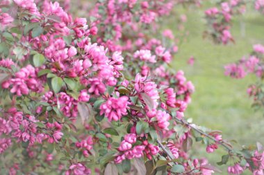 Güzel bulanık arkaplanda çiçek açan elma ağacıyla şaşırtıcı doğa sahnesi. Çiçek açan pembe ağaç dalı arka planda antika retro Instagram filtresiyle. Seçici odak noktası.
