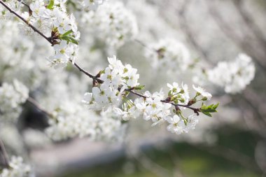 Çiçek açan ağaçların arasında parkta yürü