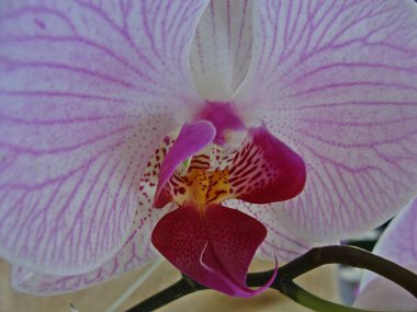 Foco seletivo de uma orquidea Rosa Muito Linda