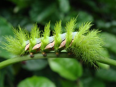 Foco seletivo de uma linda lagarta verde