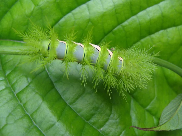 Lagarta Linda Sobre Folha Verde Quase Camuflada Com Foco Seletivo — Photo