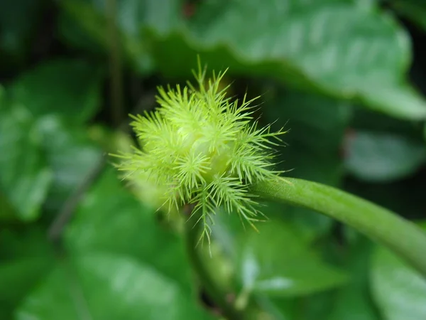 Uma Linda Lagarta Verde Foco Seletivo Com Fundo Verde — Stock Fotó