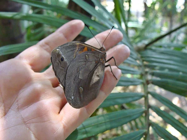 Mariposa Pousada Sobre Mao Com Fundo Folha Palmeira — Φωτογραφία Αρχείου