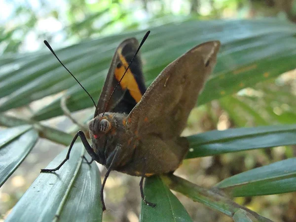 Linda Mariposa Foco Isolado Sobre Folha Palmeira — Stock Photo, Image