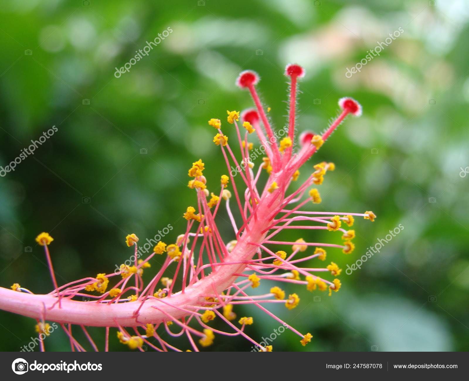 Detalhe Isolado Estame Estigma Flor Hibisco Rosa Com Fundo Verde Stock Photo C Olhosdepoeta Yahoo Com Br 247587078
