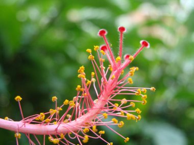 Detalhe isolado do estame e estigma da Flor de hibisco rosa com fundo verde desfocado