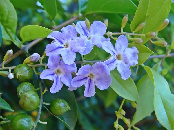 Graciosas Flores Azuis Galho Planta Pingo Ouro — Stock Photo, Image