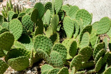Güneşli bir yaz gününde bahçedeki dikenli armut kaktüsünün doğal arka planı..