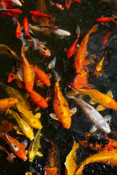 池に金魚と電話のための背景壁紙 — ストック写真