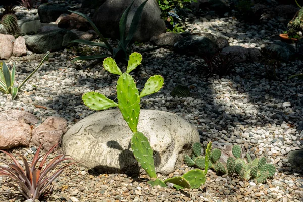 Grön Kaktus Växt Med Abstrakt Symboliserar Kram — Stockfoto