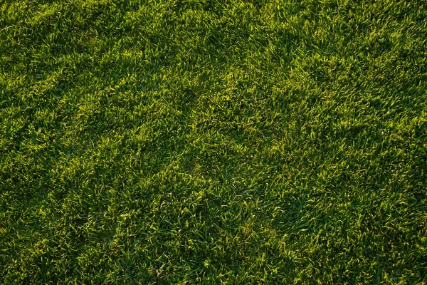 Texture Green Grass Background Sunset Light Football Golf Backyard Lawn Stock Photo