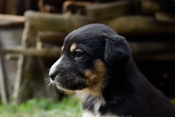 黒かわいい子犬側の顔の肖像画別の側を見て — ストック写真