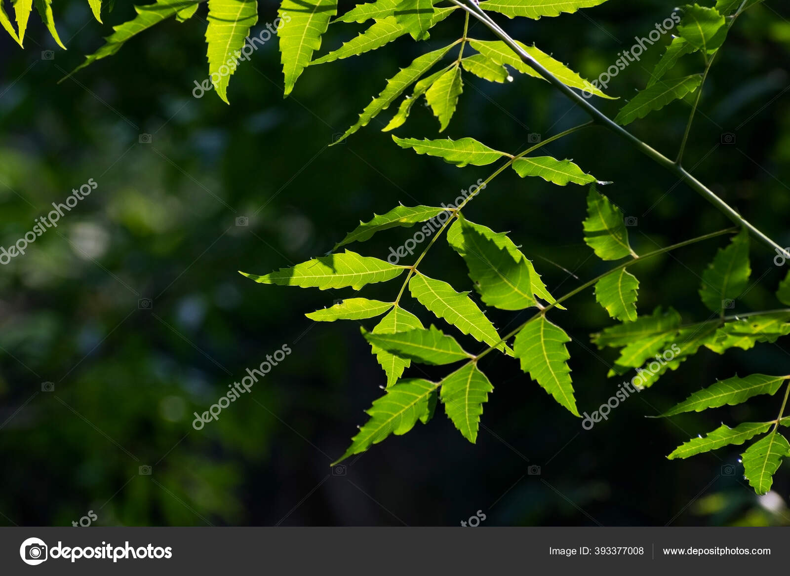 Neem Pergi Bawah Sinar Matahari Latar Belakang Wallpaper Alami Stok Foto C Subhartha17 393377008