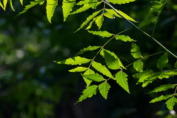 Neem Gün Işığında Ayrılıyor Doğal Bir Duvar Kağıdı Arkaplanı — Stok fotoğraf