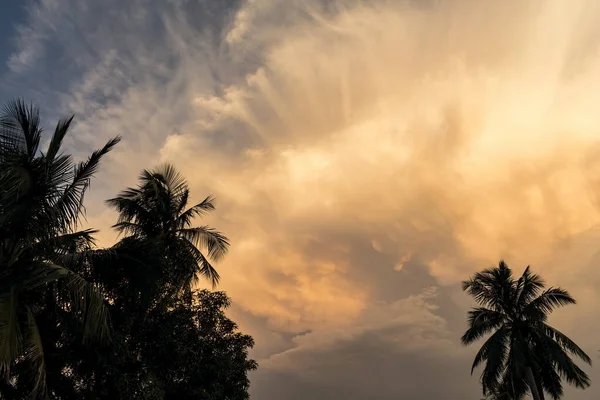 Turuncu bulutlar gün batımı siluet manzara ile uzun ağaçlar