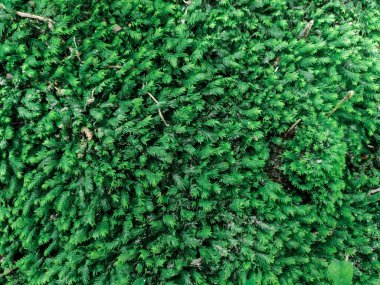 Bulanık ve seçici odaklı yeşil yosun halı arka plan duvar kağıdı