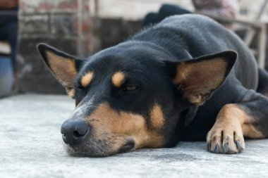 Yalan söyleyen siyah köpek kameraya bakıyor. Gözleri yarı açık, kulaklarını dimdik tutuyor..