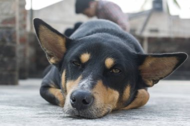 Yalan söyleyen siyah köpek kameraya bakıyor. Gözleri yarı açık, kulaklarını dimdik tutuyor..