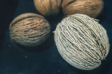 Müzede cam dolapta Tohumlar