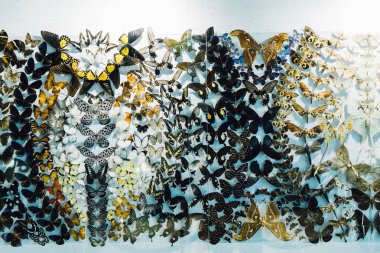 Cam dolapta kelebek sürüsü