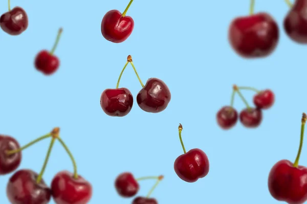 Fresh Ripe Falling Cherries Light Blue Background — Stock Photo, Image