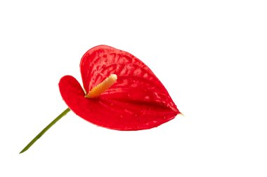 Beyaz arkaplanda izole edilmiş kırmızı flamingo anthurium çiçeği