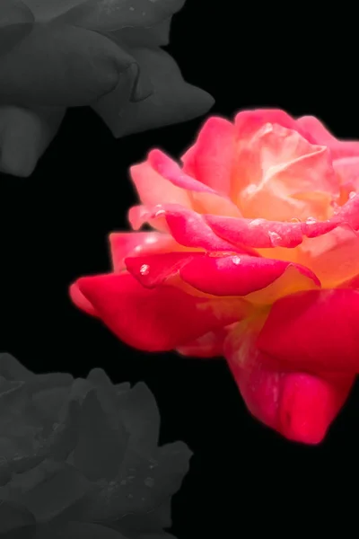 Bright pink rose on black background, wallpaper