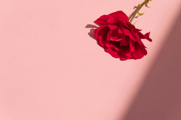 Minimal style rose flower background with harsh shadows. Top view with space for text