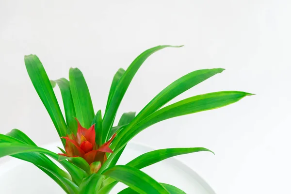 Imagem de close-up da planta Guzmania com flor vermelha — Fotografia de Stock