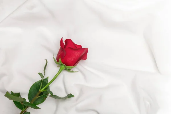 Red rose on white bed sheet. Romantic concept