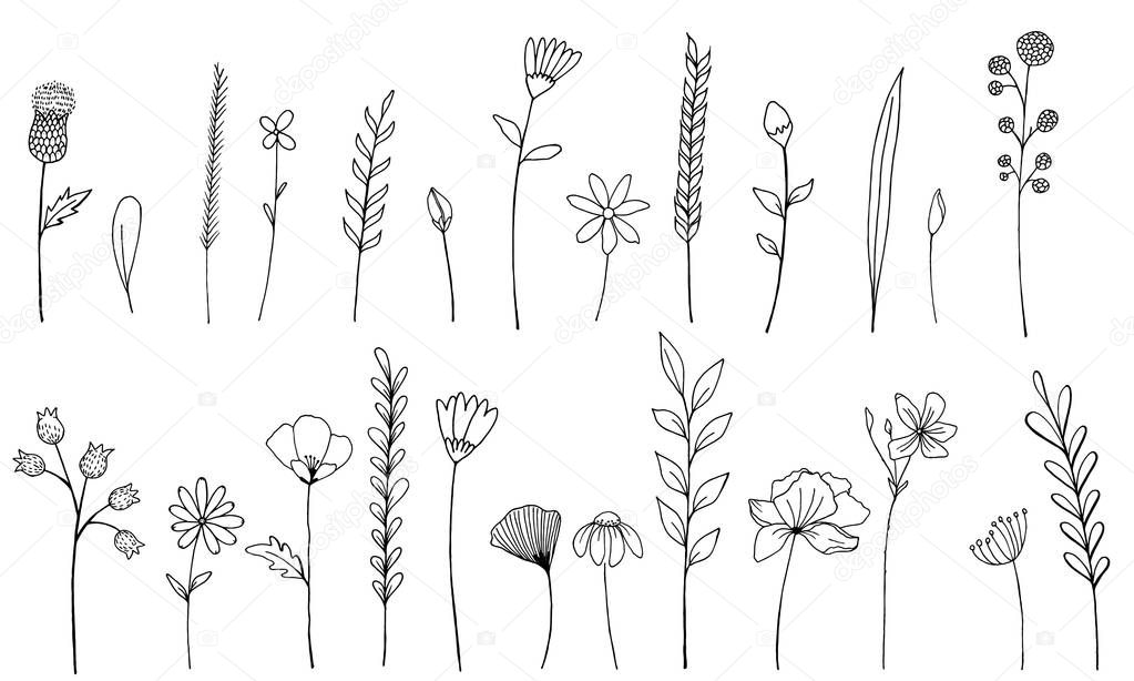 Vector set of ink drawing wild plants, herbs and flowers, monochrome botanical illustration burdock, leaves, branches, daisy, grass, bud, blossom isolated floral element, hand drawn illustration