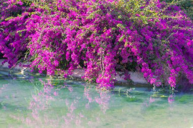 Suyun üzerindeki Bougainvillea çalısı. Menekşe çiçeği
