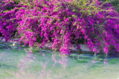 Bougainvillea bush above the water. Violet blossom clipart