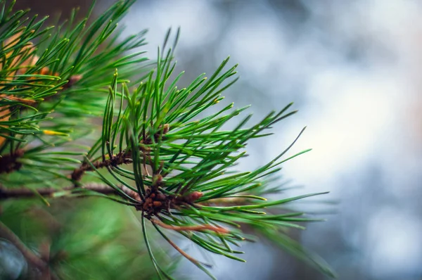 森の中の明るい背景に松の枝の長い緑針 — ストック写真