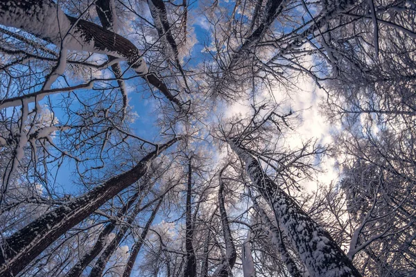 Χειμώνα Χιονισμένο Δέντρα Στο Μπλε Του Ουρανού Σύννεφα Κάτω Όψη — Φωτογραφία Αρχείου