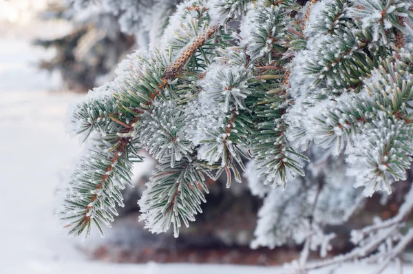 Frost Καλύπτονται Κλαδιά Του Δέντρο Έλατο Γκρο Πλαν Νέο Έτος — Φωτογραφία Αρχείου