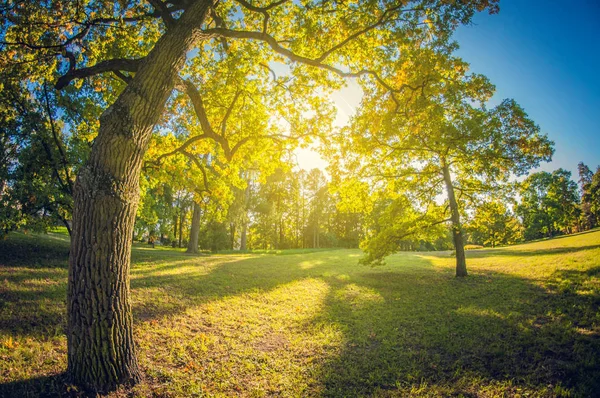 Groen Gazon Een Park Het Zonlicht Fisheye Vervorming Lens — Stockfoto